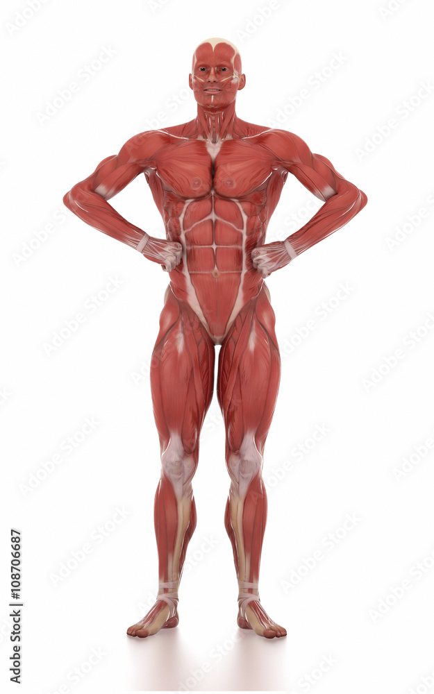 Anatomy muscle map white isolated -body-building pose Anatomy muscle map white isolated -body-building pose