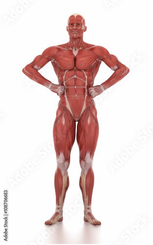 Anatomy muscle map white isolated -body-building pose