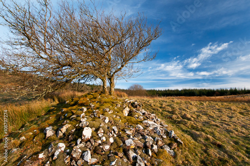 Two hawthorn trees growing on rocks in welsh countryside.
landscape image of  windswept trees on rocks with vivid blue sky and white cloud detail. photo