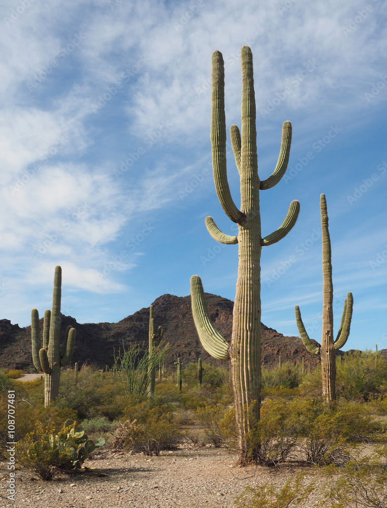 Saguaro Cactus in Organ Pipe Cactus National Park Saguaro Cactus in Organ Pipe Cactus National Park