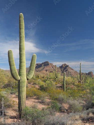 Saguaro Cactus in Organ Pipe Cactus National Park