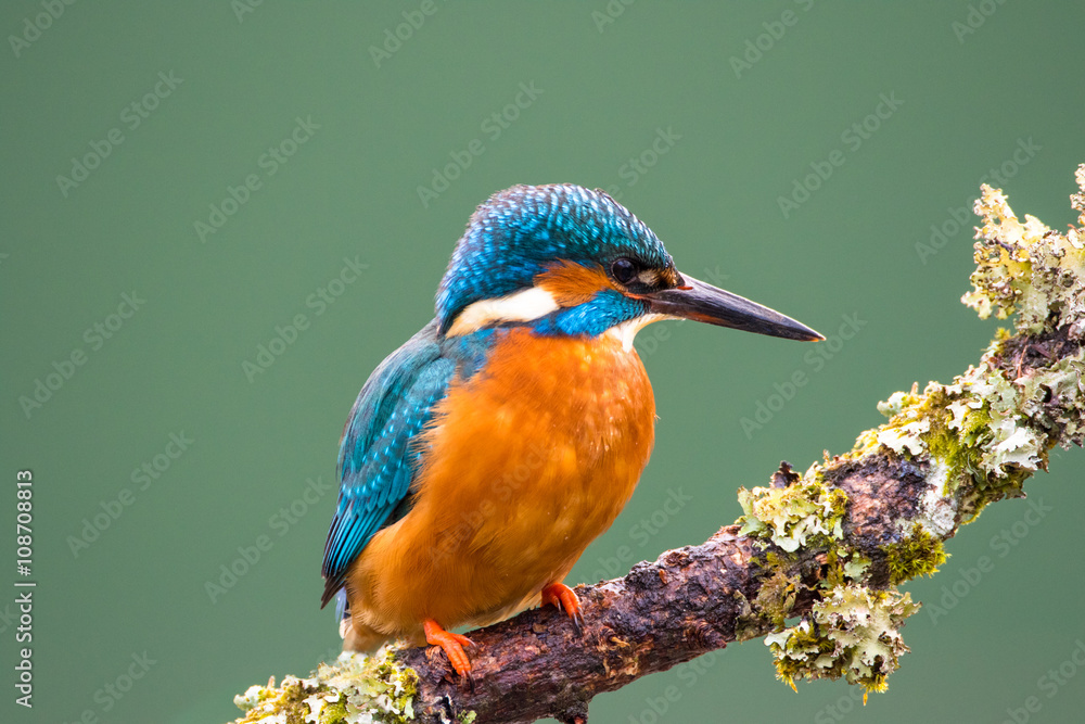 Female Common Kingfisher (Alcedo atthis) perched on a lichen covered branch hunting for stickleback fish Female Common Kingfisher (Alcedo atthis) perched on a lichen covered branch hunting for stickleback fish