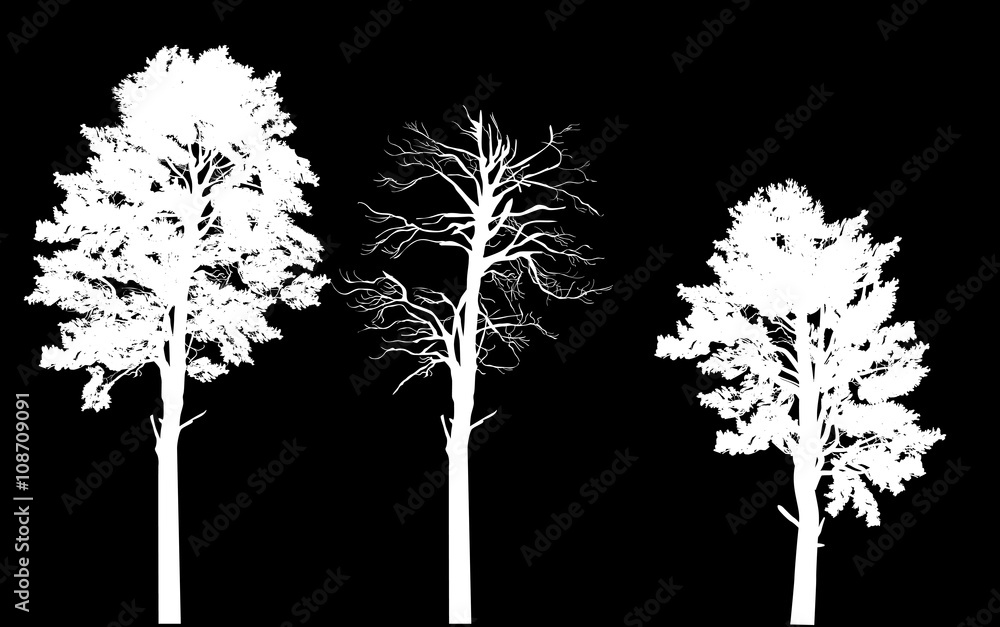 Fototapeta premium three pine silhouettes isolated on black background