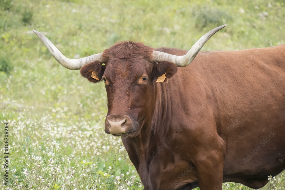 Bull in a flowery meadow Bull in a flowery meadow