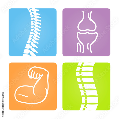 2D Vector Spinal column Musculoskeletal Image with Rounded Rectangle on White Background