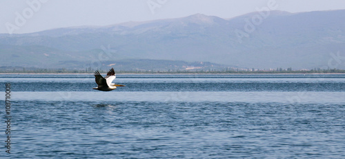 A Dalmatian Pelican  ,Pelecanus crispus, on the  lake Prespa, Macedonia