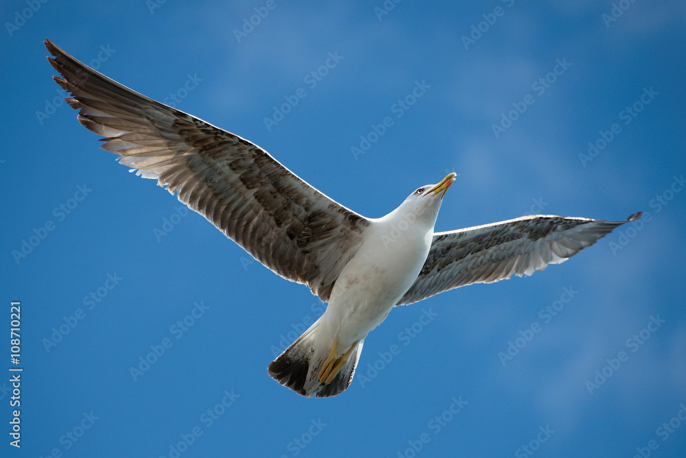 Seagull flying in beautiful sky Seagull flying in beautiful sky