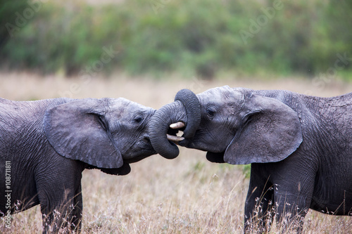 Photography Two African elephants greeting each other with trunks and mouths touching