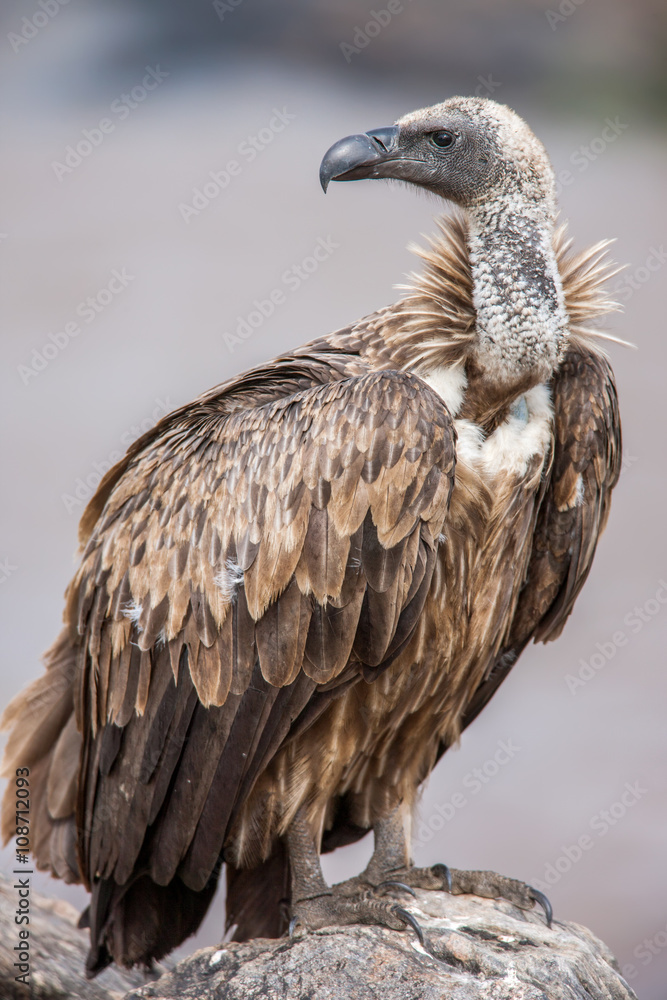 Portrait of a white-backed african vulture perched on unturned Portrait of a white-backed african vulture perched on unturned