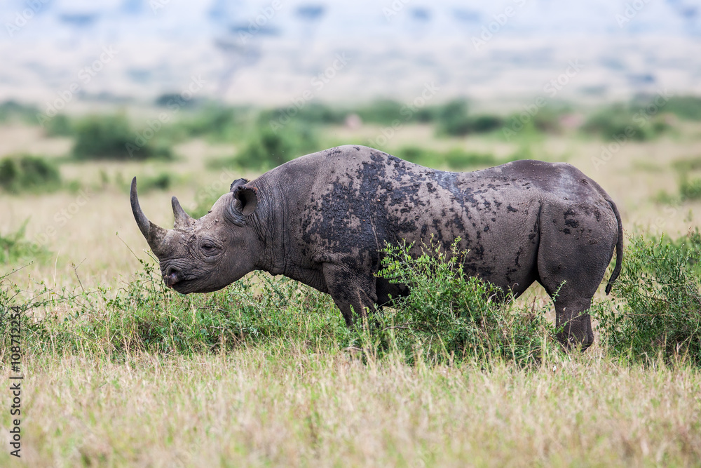 Obraz premium White rhinoceros grazing in the wild, Africa.