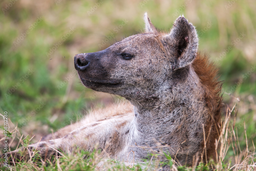 Spotted hyena portrait at first light (Crocuta crocuta), Spotted hyena portrait at first light (Crocuta crocuta),