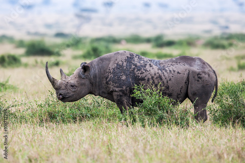 White rhinoceros grazing in the wild  Africa.