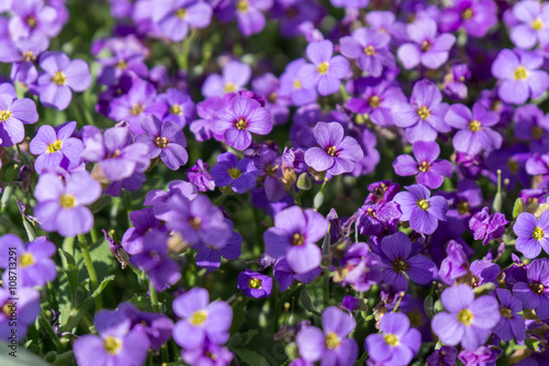 First spring flowers in April