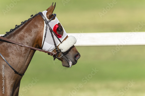 Race Horse head closeup portrait