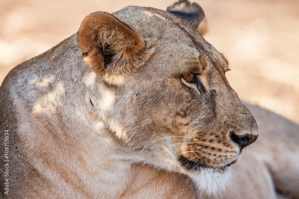 Naklejka premium Portrait of a majestic lioness in nature, Africa