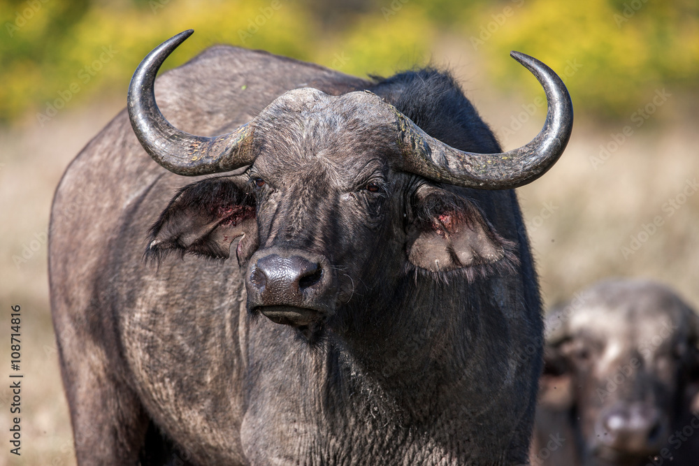 African buffalo cow (Syncerus caffer) portrait, Africa African buffalo cow (Syncerus caffer) portrait, Africa