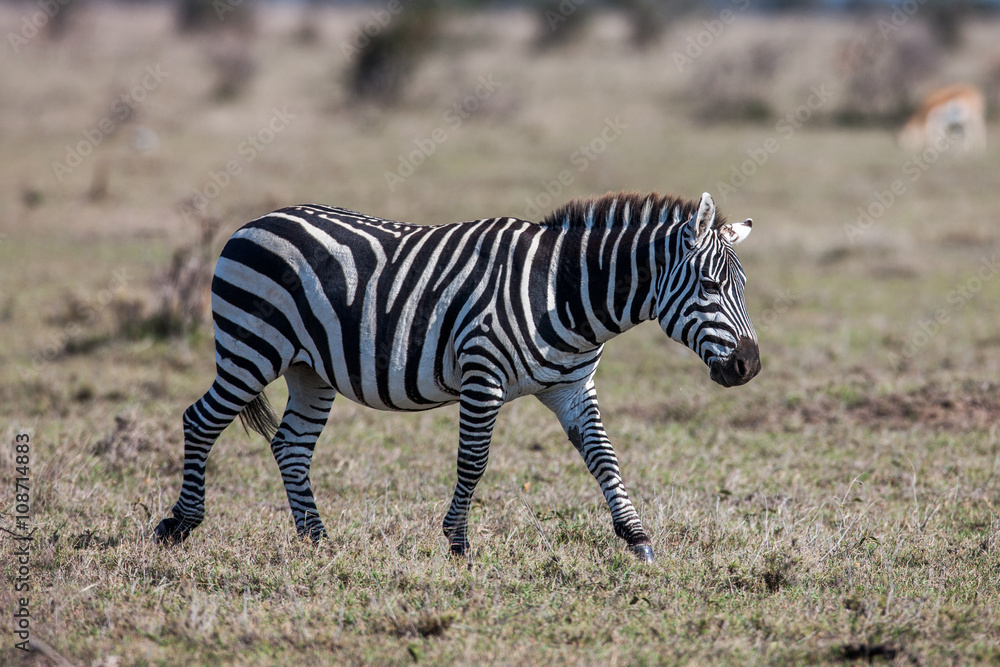 African plains zebra on the dry brown savannah grasslands browsing and grazing. African plains zebra on the dry brown savannah grasslands browsing and grazing.