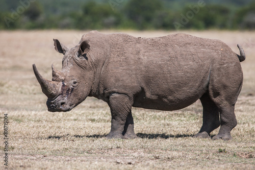 White rhinoceros grazing in the wild  Africa.