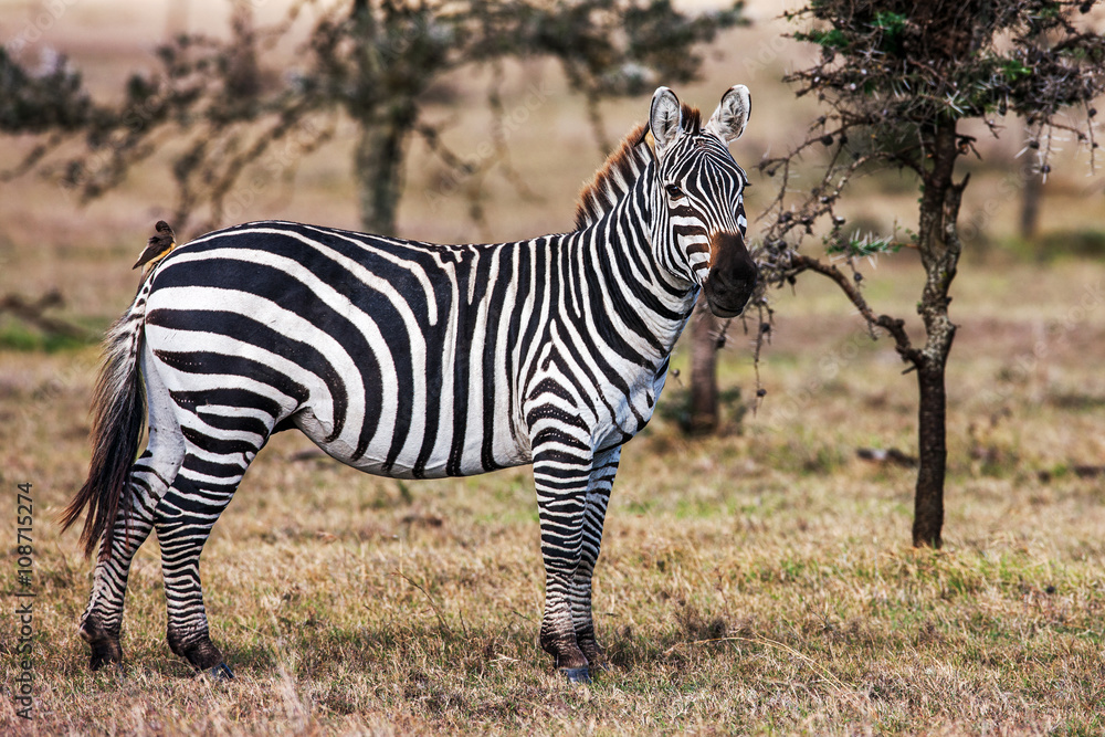 Naklejka premium Close portrait of the zebra curiously looking at camera, Africa.