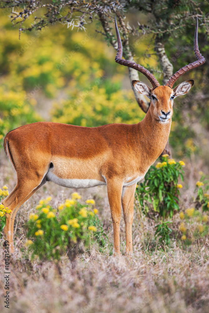 Portrait of a beautiful male impala ram, Africa. Portrait of a beautiful male impala ram, Africa.