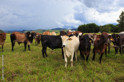 brazilian cows on a pasture