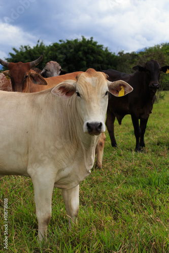 Fototapeta Naklejka Na Ścianę i Meble -  brazilian cows on a pasture