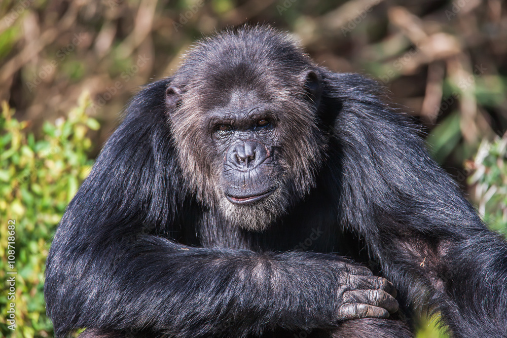 Portrait of a Common Chimpanzee in the wild, Africa. Portrait of a Common Chimpanzee in the wild, Africa.