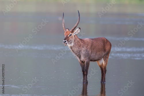 Photography Male Waterbuck next to a waterhole in Africa