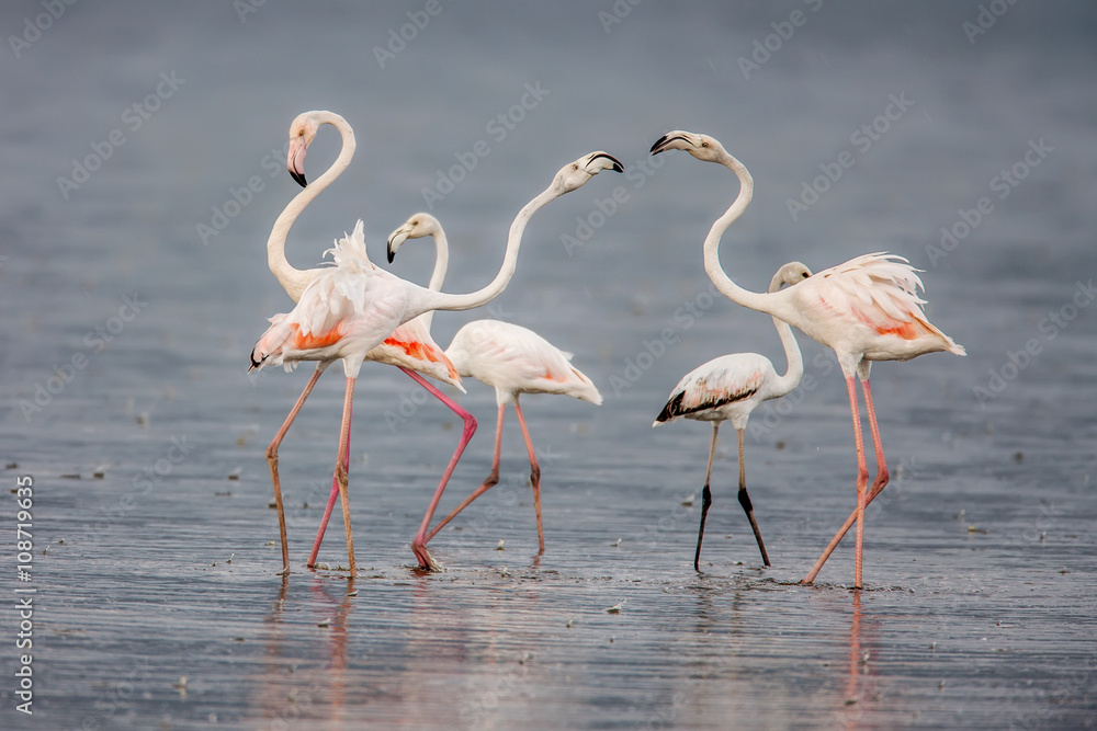 The Lesser flamingo, which is the main attraction for tourists at Lake Nakuru The Lesser flamingo, which is the main attraction for tourists at Lake Nakuru