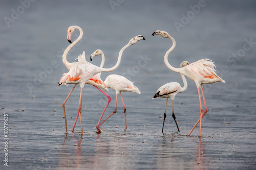 The Lesser flamingo  which is the main attraction for tourists at Lake Nakuru