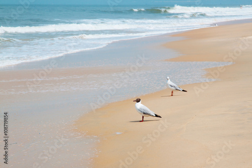 Coastline View with Couple of Seagulls 