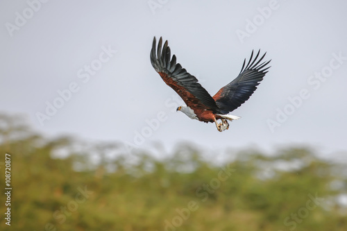 Falcon with outstretched wings under the cloudy blue sky photo