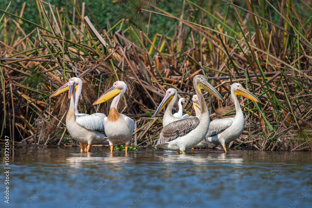 Great white pelican skimming the lake surface in Lake Narasha National Park