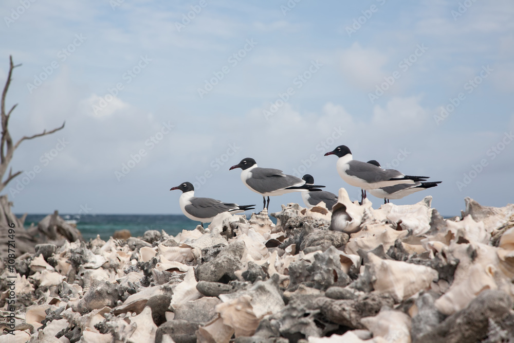 Shells caribbean sea coast tropical Bonaire island Shells caribbean sea coast tropical Bonaire island