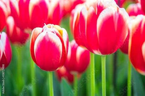 Tulip flower fields in Netherlands