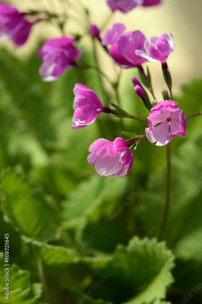 Fototapeta premium ニホンサクラソウ