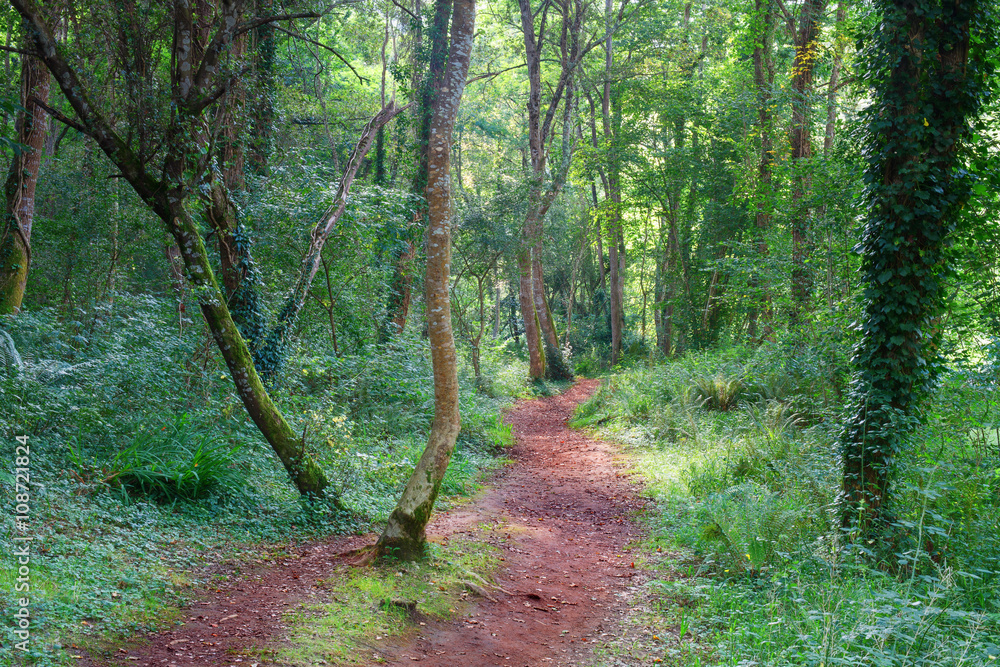 Fototapeta premium Cantabrian forest
