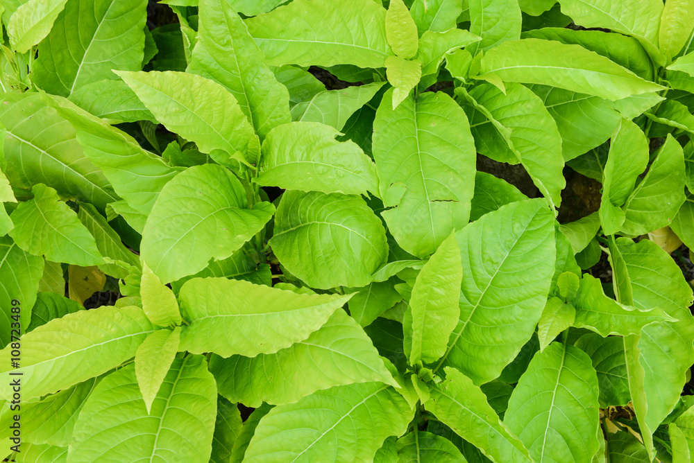 Green leaves texture Green leaves texture