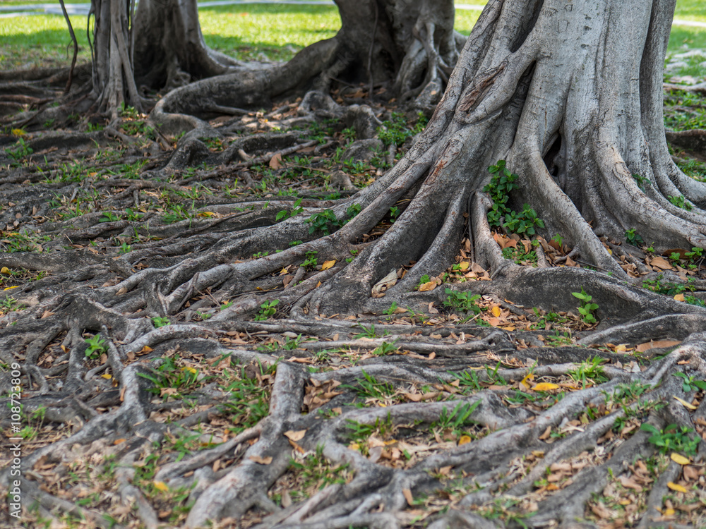 Tree roots