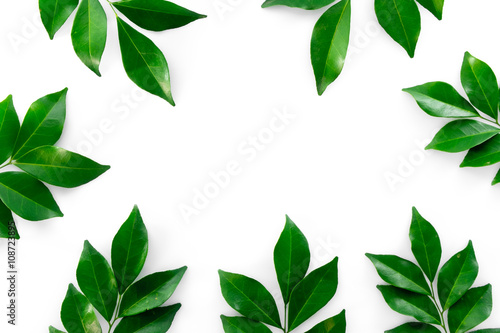 Green leaf on white background