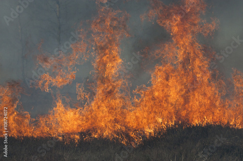 High flames on dark background. Wood fire. Bush fire.