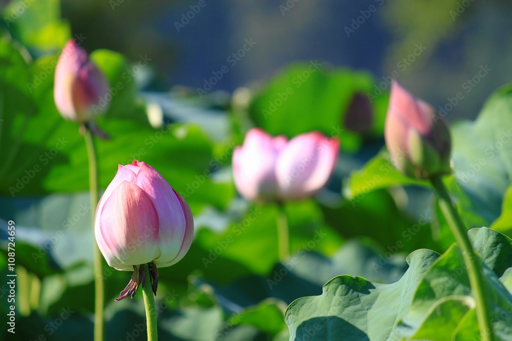 蓮の花 水鳥のみち・京都府亀岡市