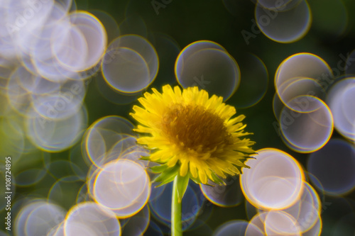 Löwenzahnblüte vor Bokeh aus Seifenblasen photo