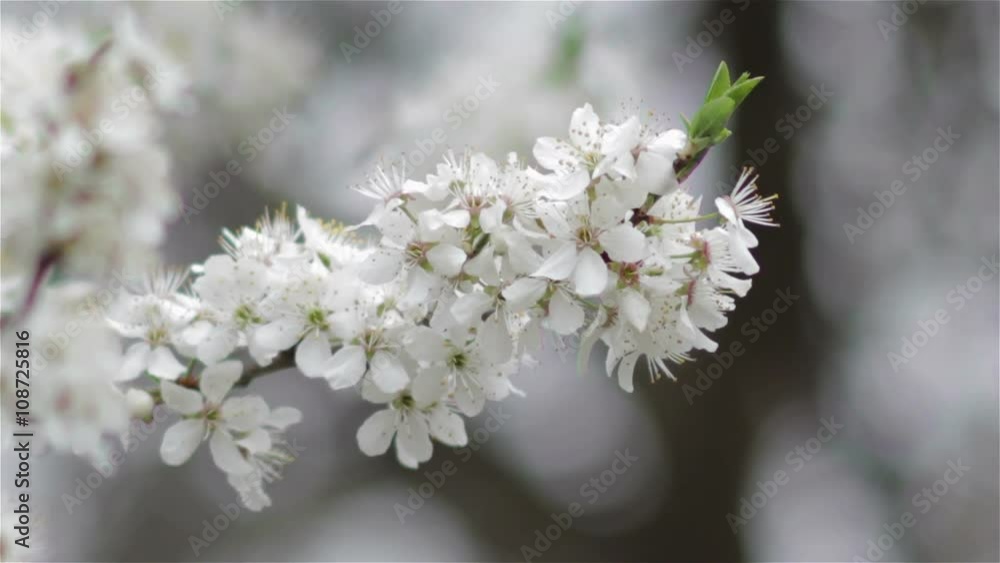 branch cherry blossom/branches of cherry bloom in spring branch cherry blossom/branches of cherry bloom in spring