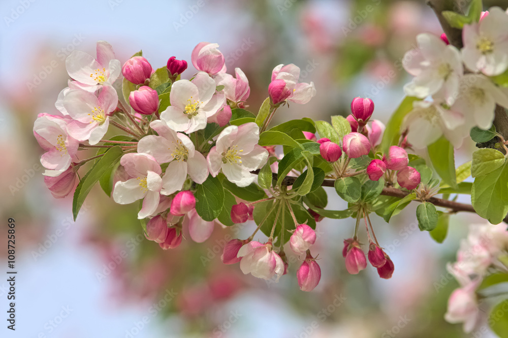 Obraz premium Kirschblüten