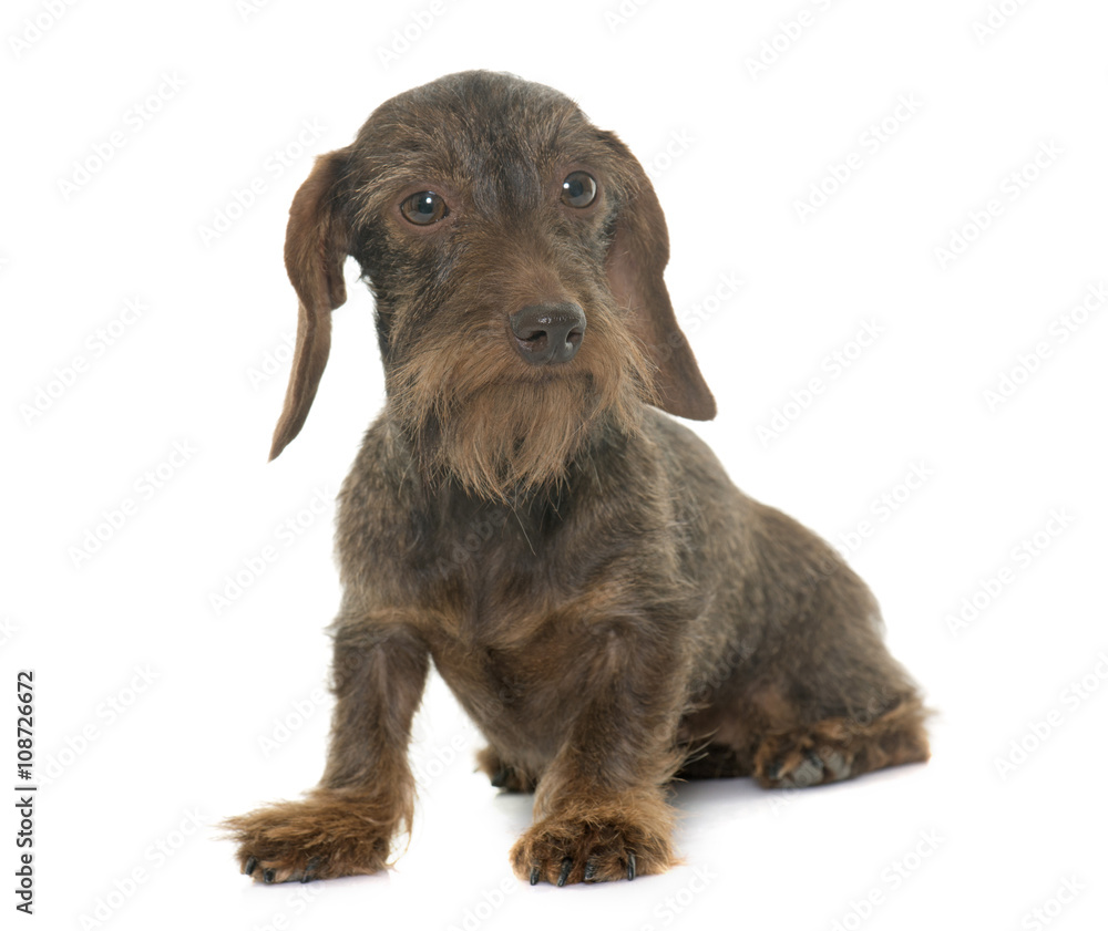 female Wire haired dachshund
