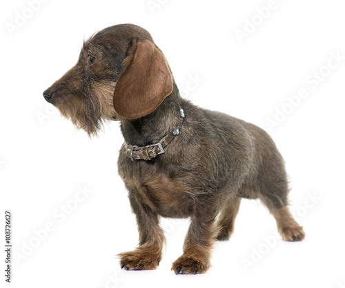 Fototapeta Naklejka Na Ścianę i Meble -  female Wire haired dachshund