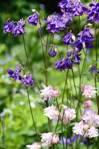 Group of purple blue Columbine flowers