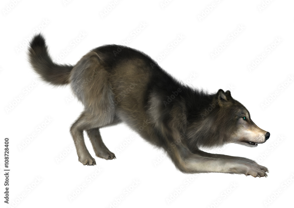 3D Illustration Wild Wolf on White 3D Illustration Wild Wolf on White