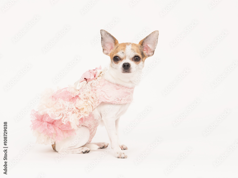 Chihuahua dog dressed in a pink and white dress on a white background